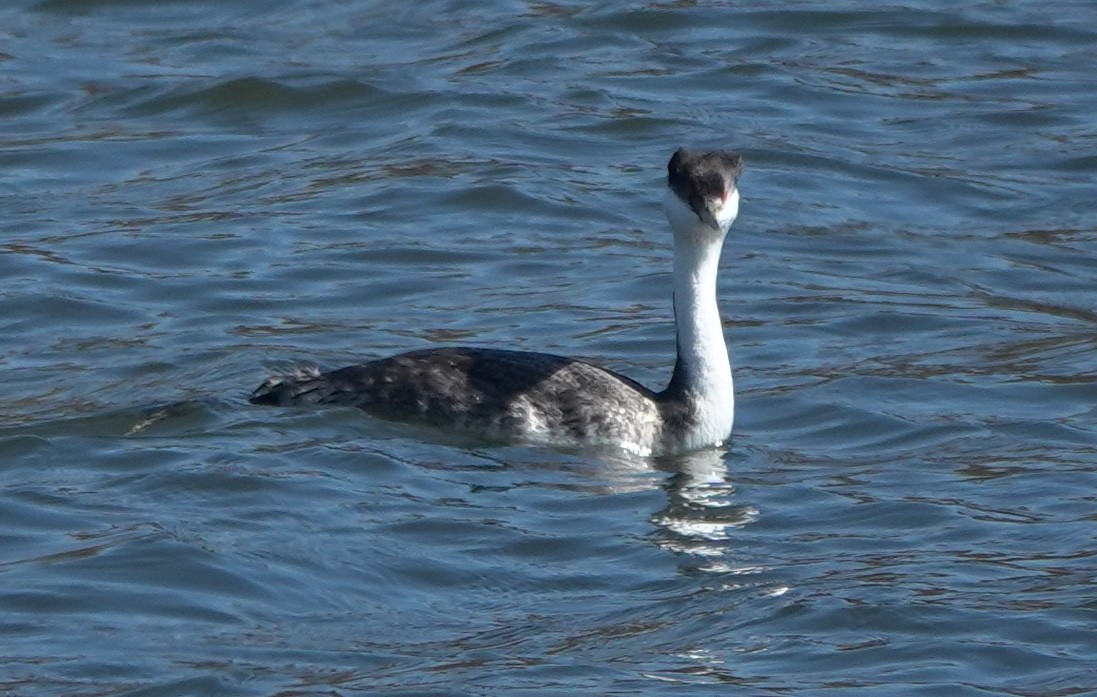 Renntaucher - ML644688925