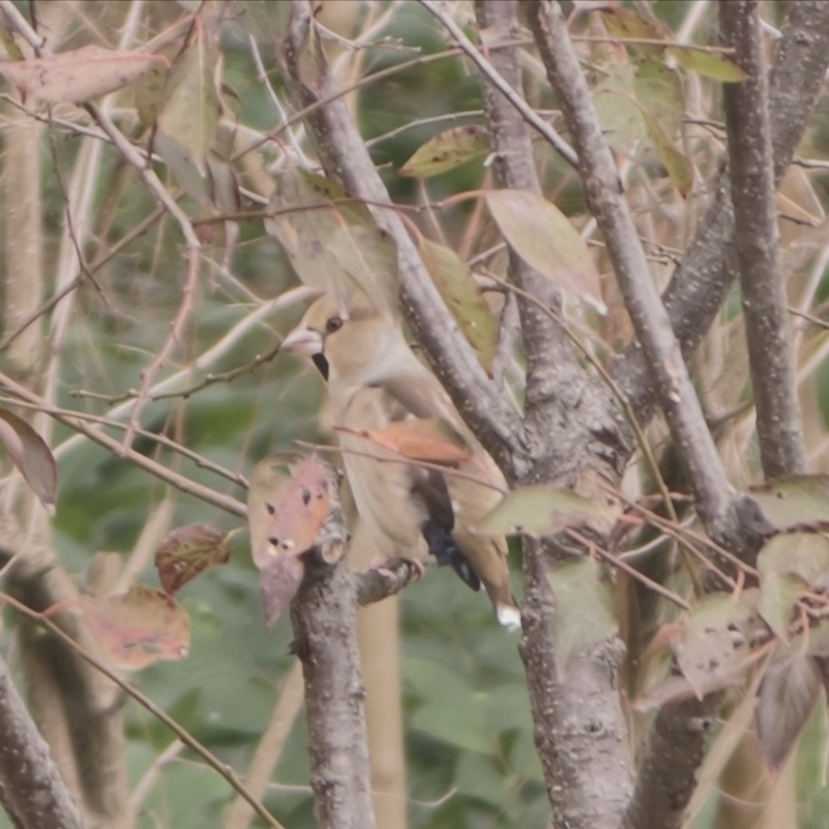 Kocabaş - ML644688926