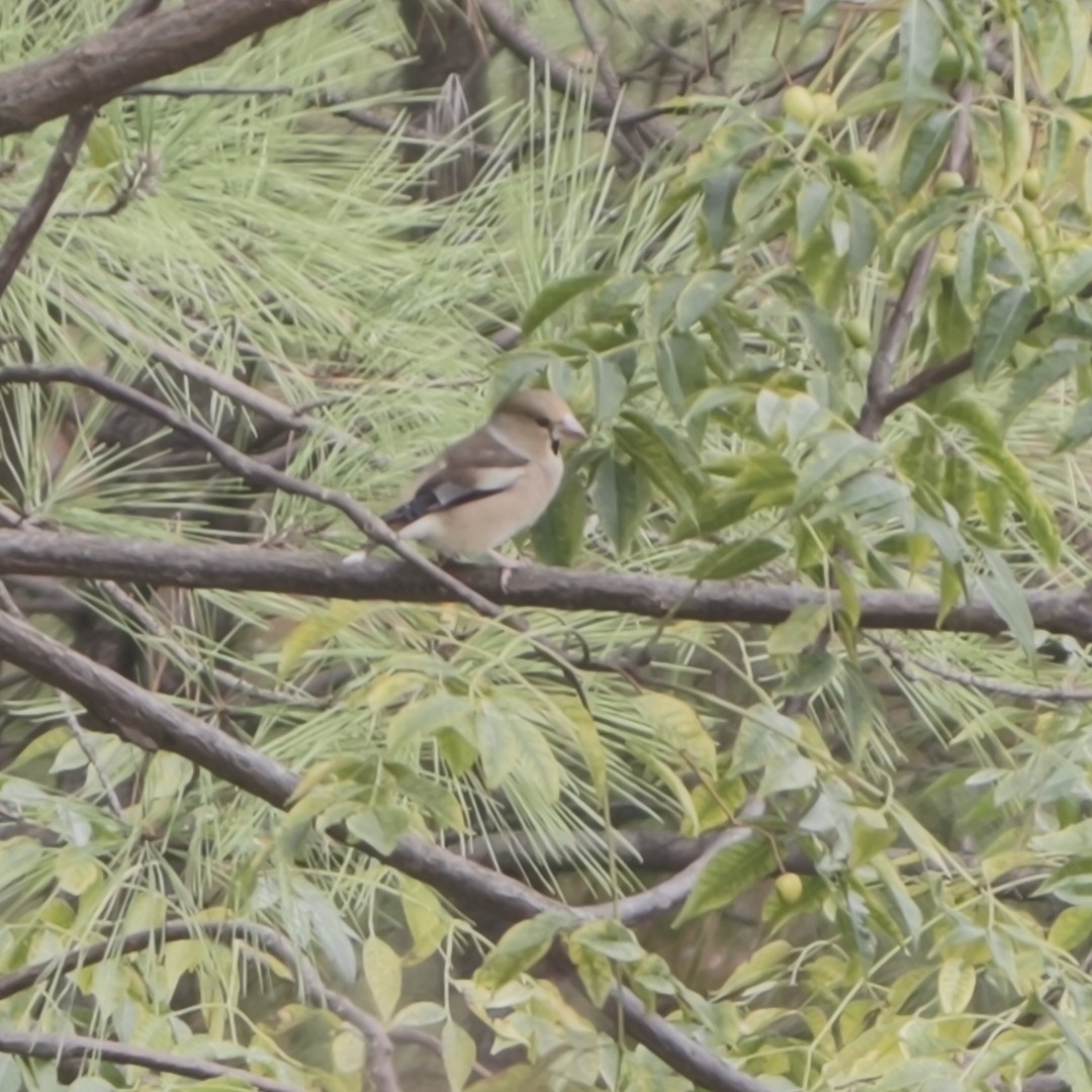 Kocabaş - ML644688927