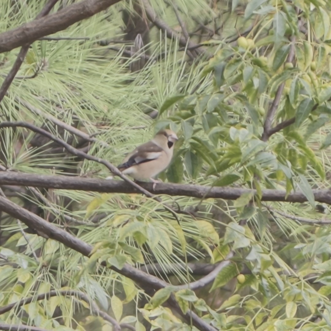 Обыкновенный дубонос - ML644688928