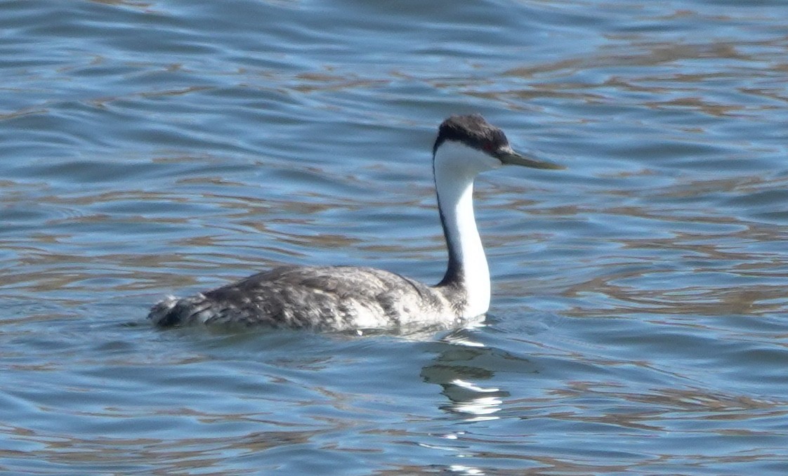 Renntaucher - ML644688929