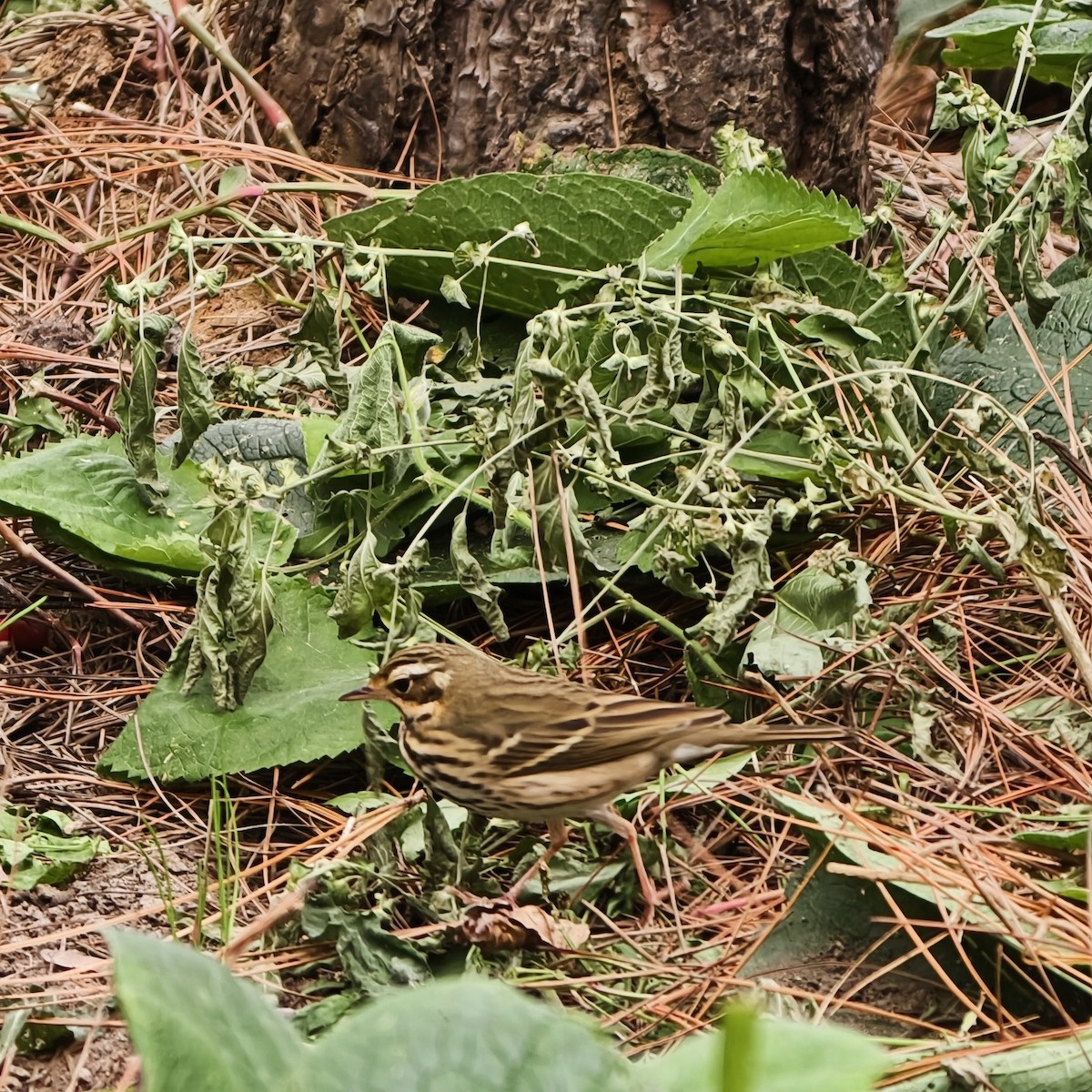 Пятнистый конёк - ML644688931