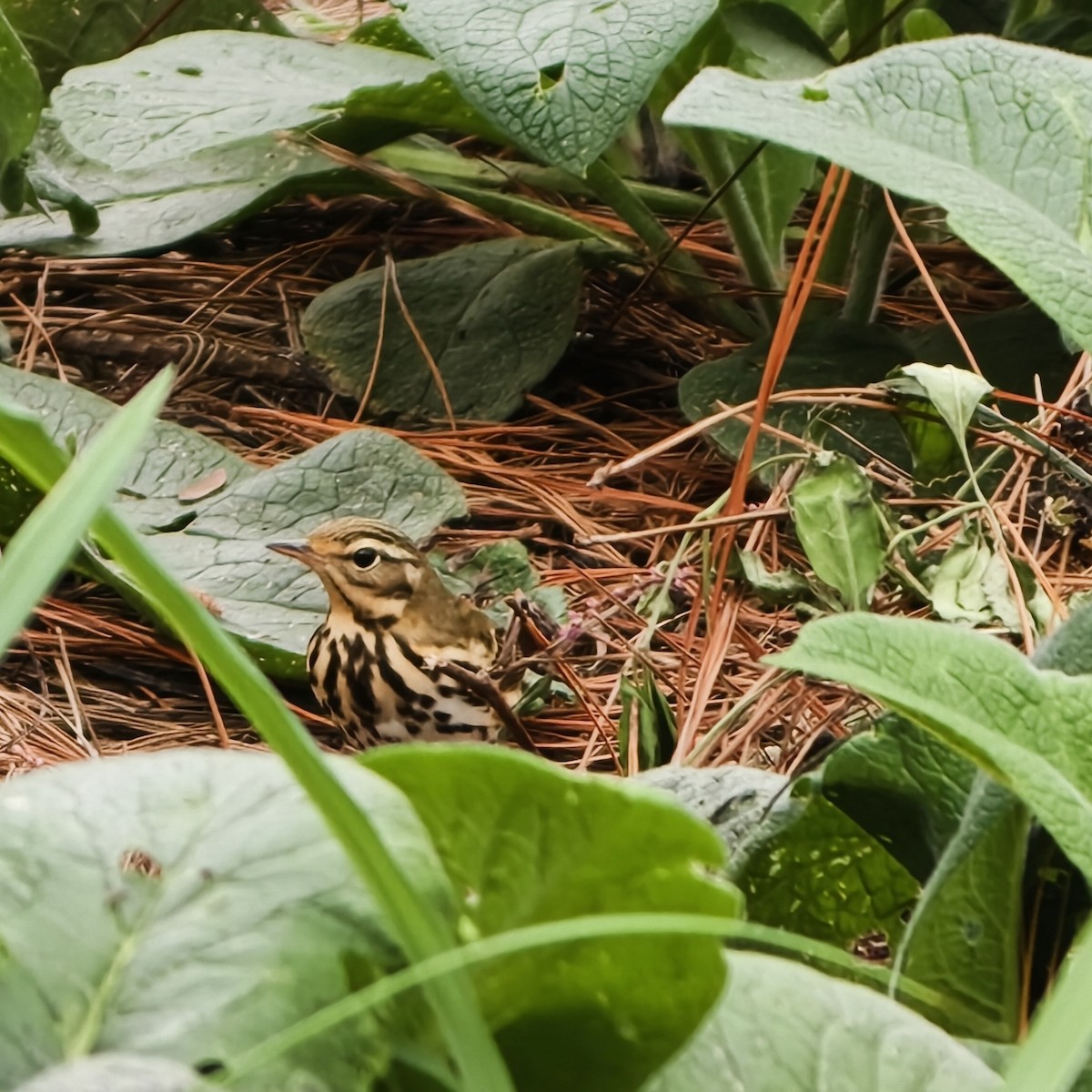 Пятнистый конёк - ML644688932