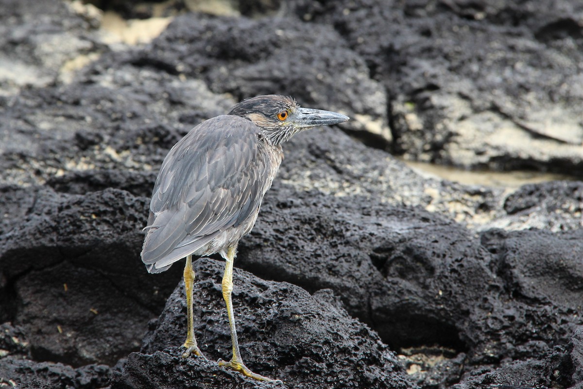 Krabbenreiher - ML644688934