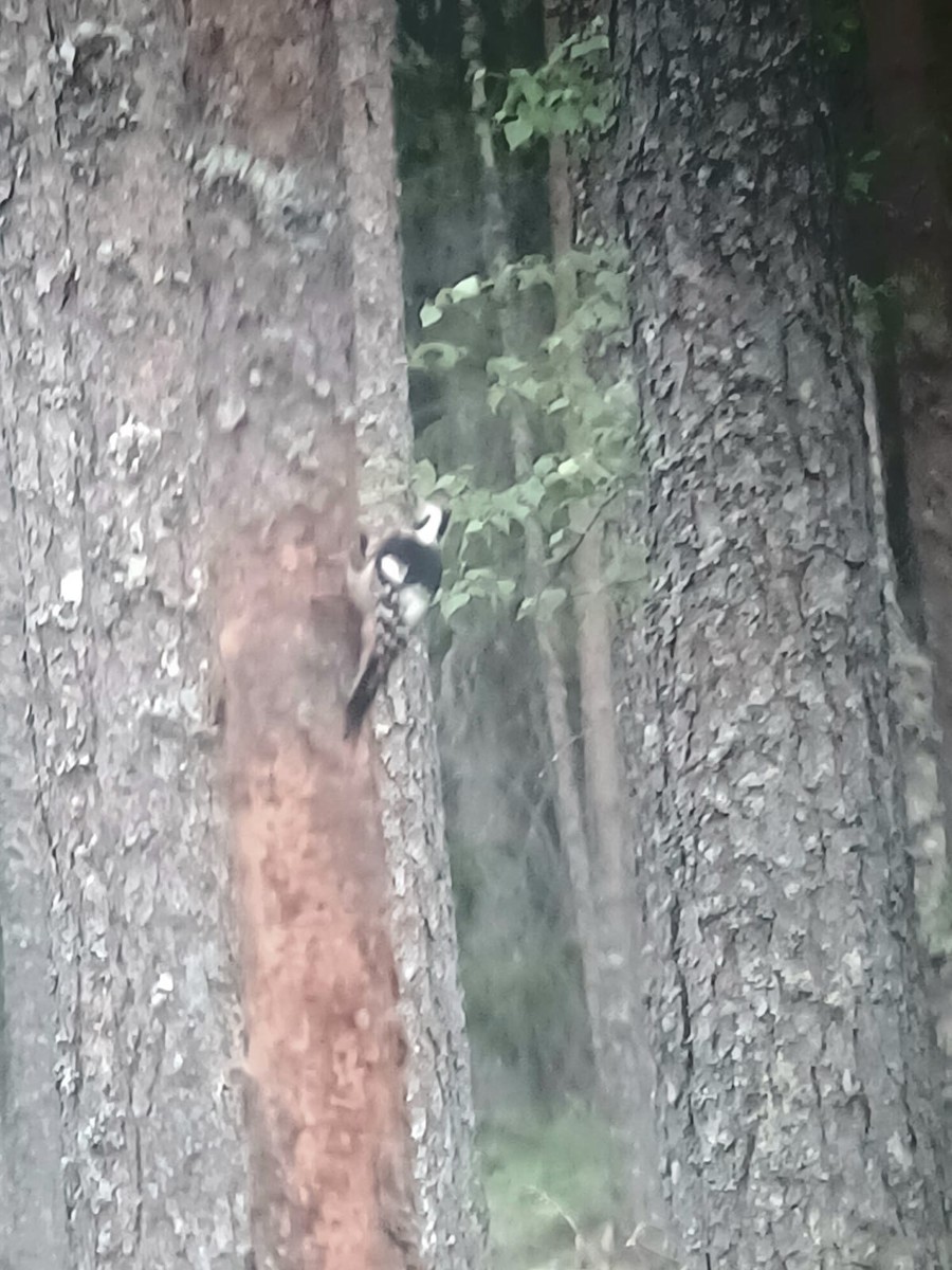 strakapoud bělohřbetý - ML644688935