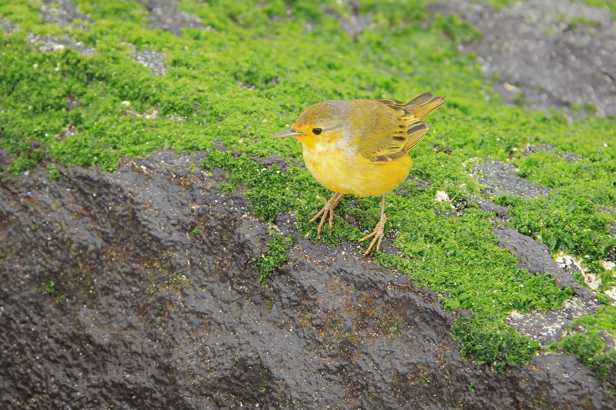 Mangrovewaldsänger (aureola) - ML644688936