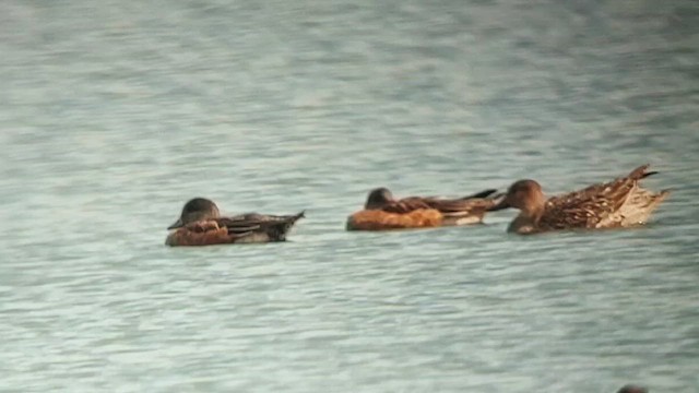 hvízdák americký - ML644688938