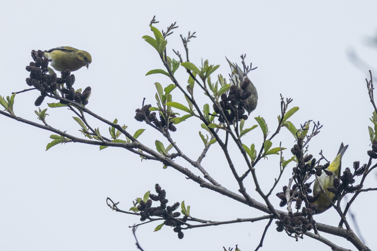 zvonohlík tibetský - ML644688939