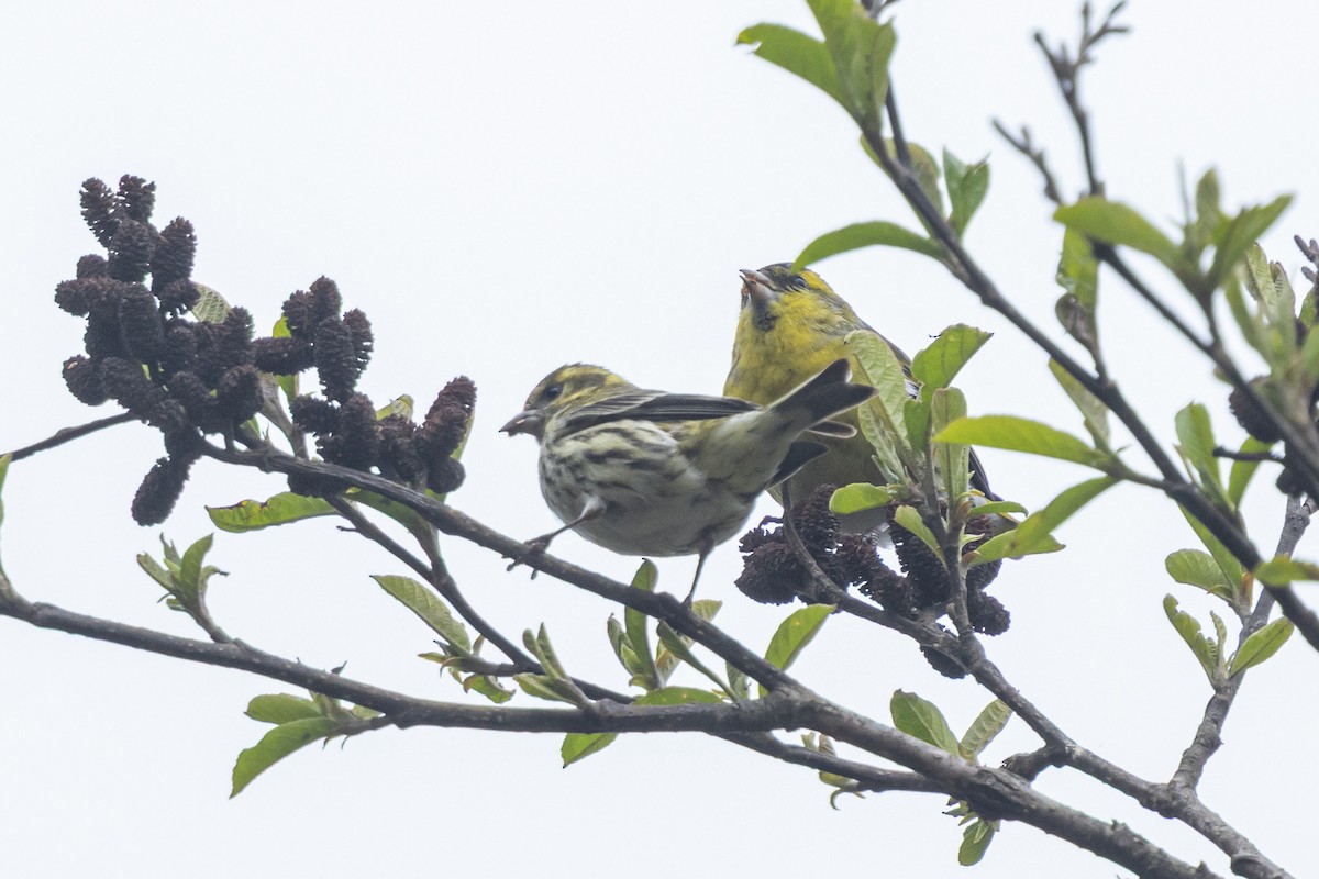 zvonohlík tibetský - ML644688940