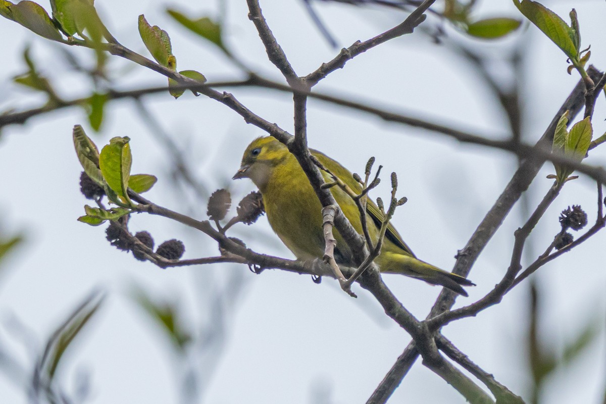zvonohlík tibetský - ML644688941