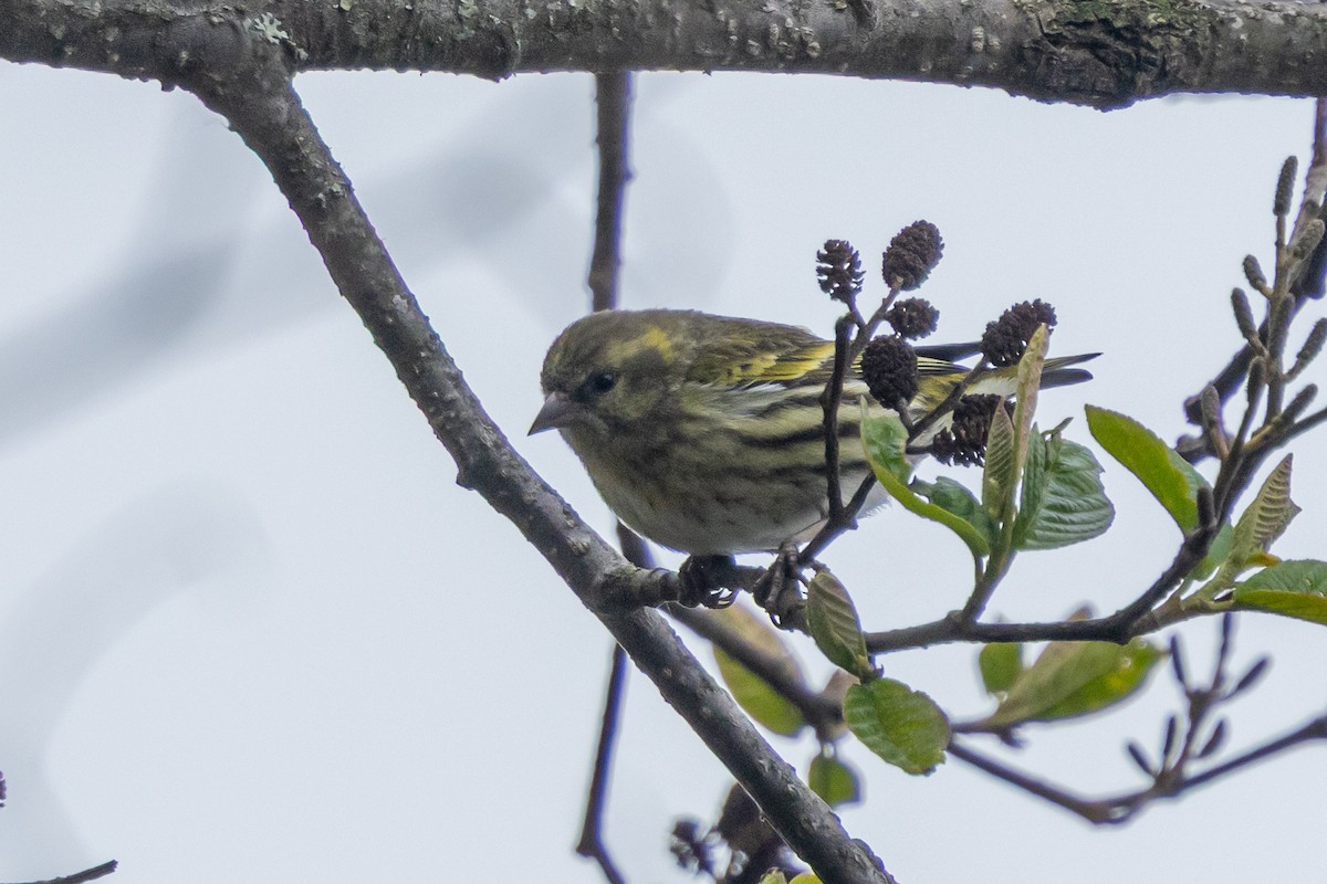 zvonohlík tibetský - ML644688942