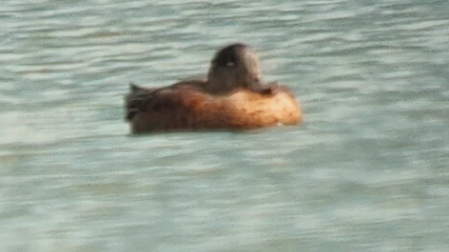 hvízdák americký - ML644688943