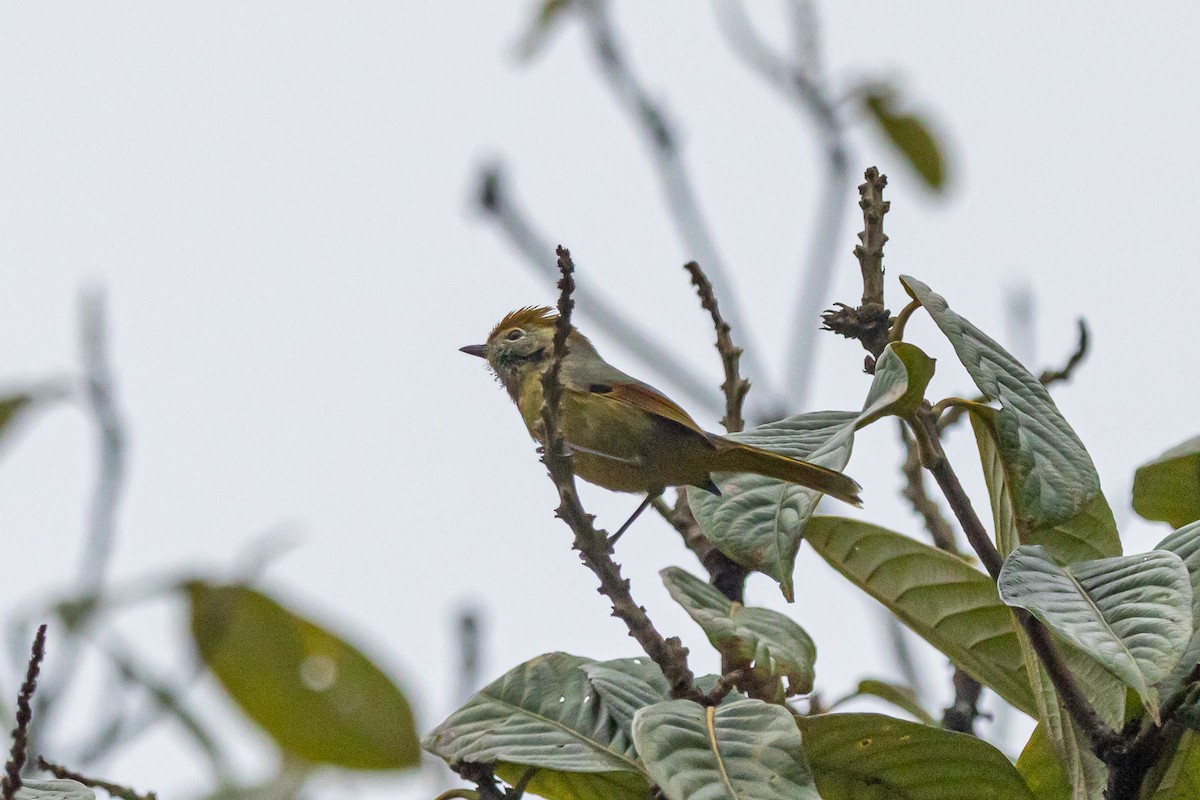 Chestnut-tailed Minla - ML644688944