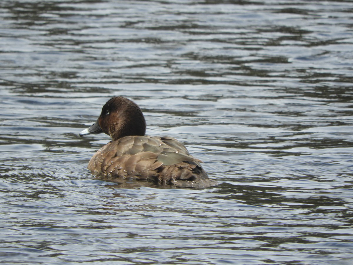 polák australský - ML644688945