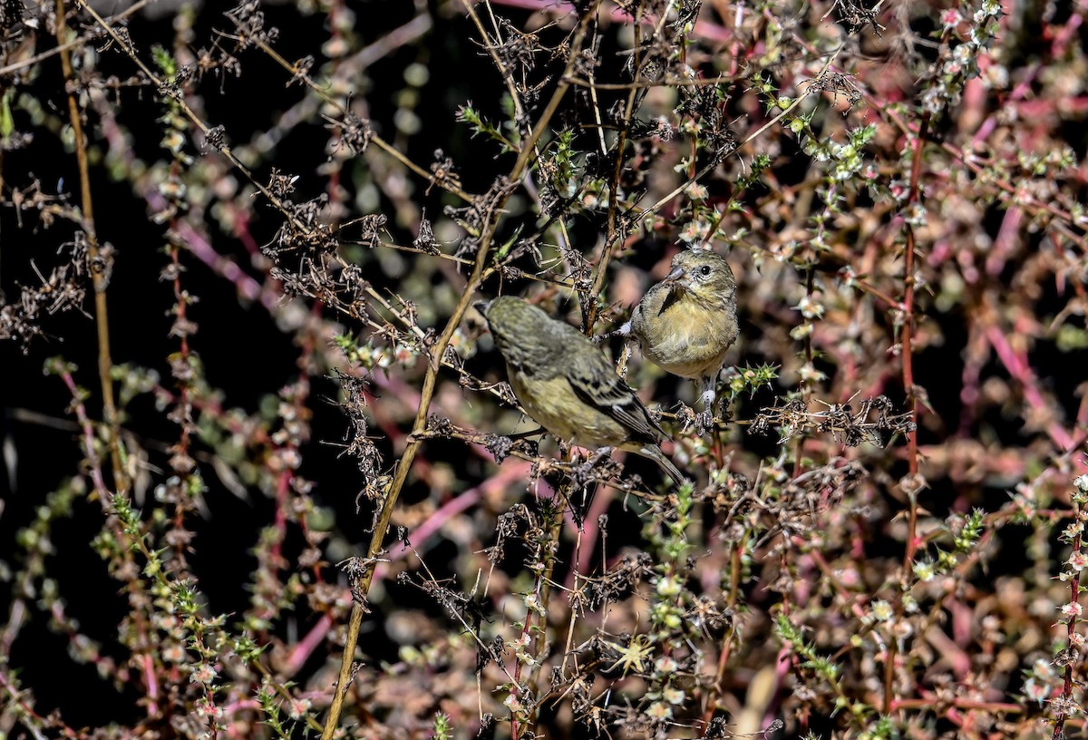 čížek mexický - ML644688946