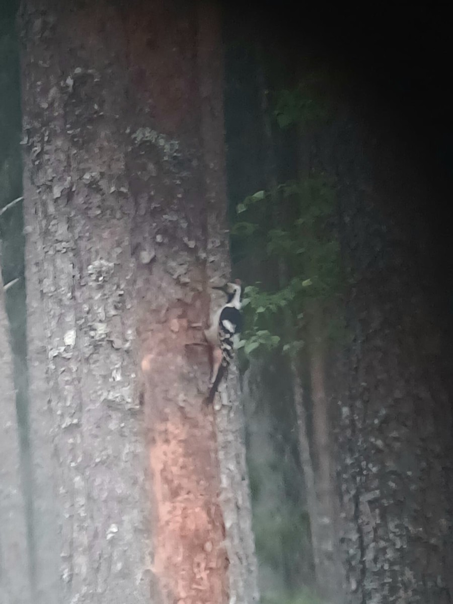 strakapoud bělohřbetý - ML644688947