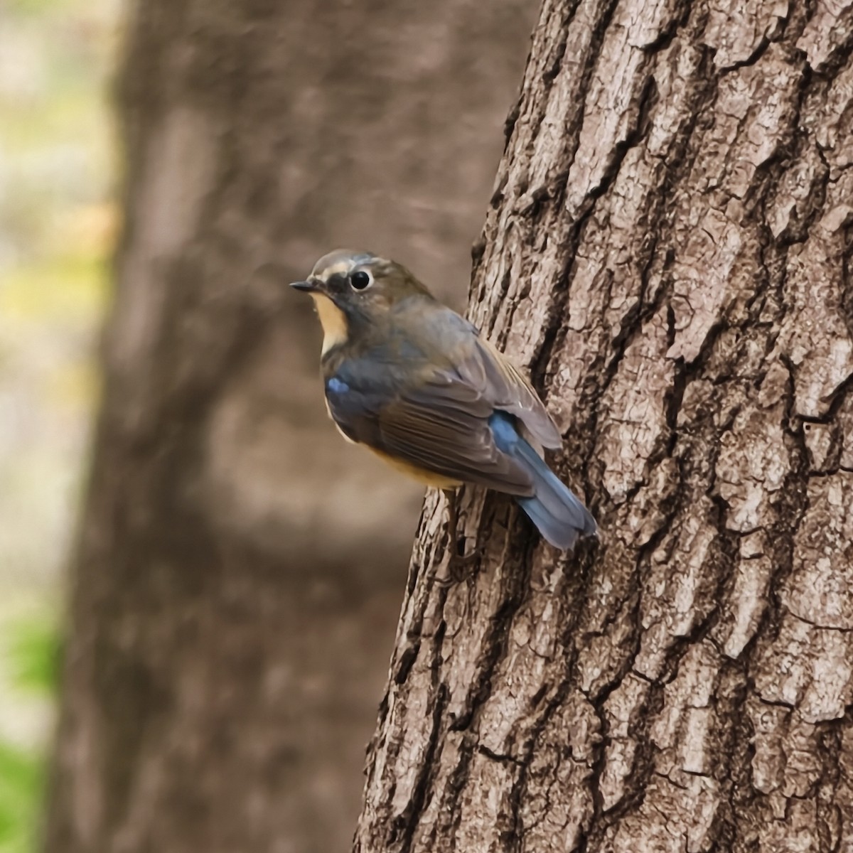 modruška tajgová - ML644688949