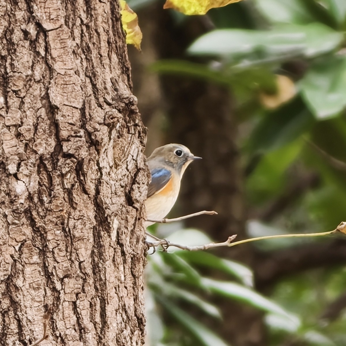 modruška tajgová - ML644688950