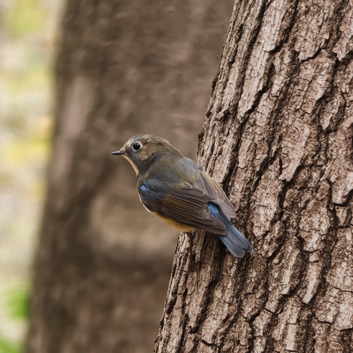 modruška tajgová - ML644688951
