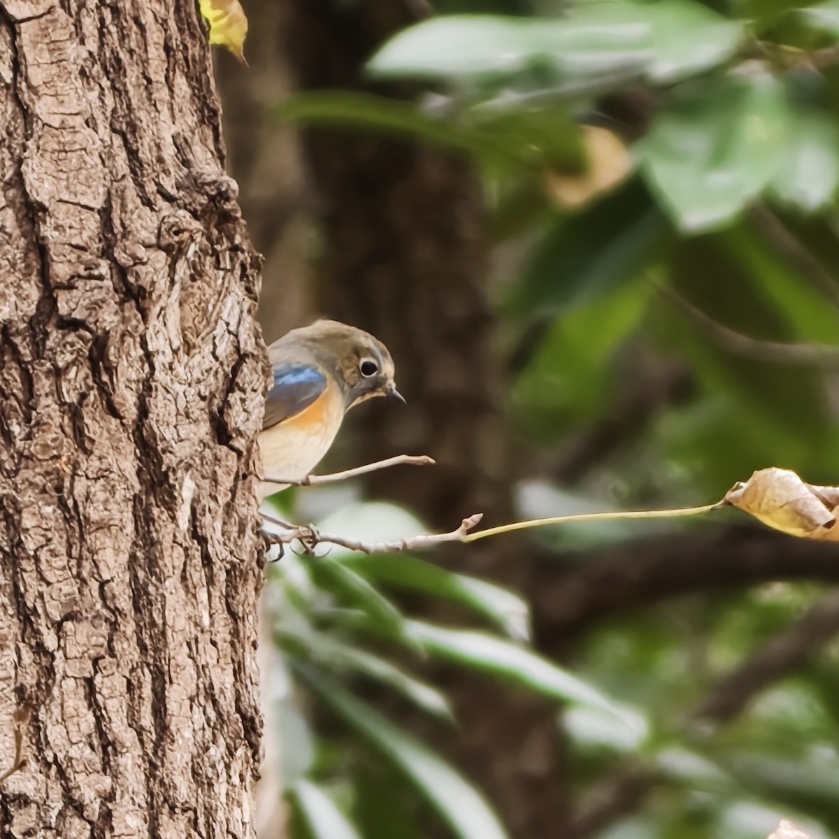 modruška tajgová - ML644688952