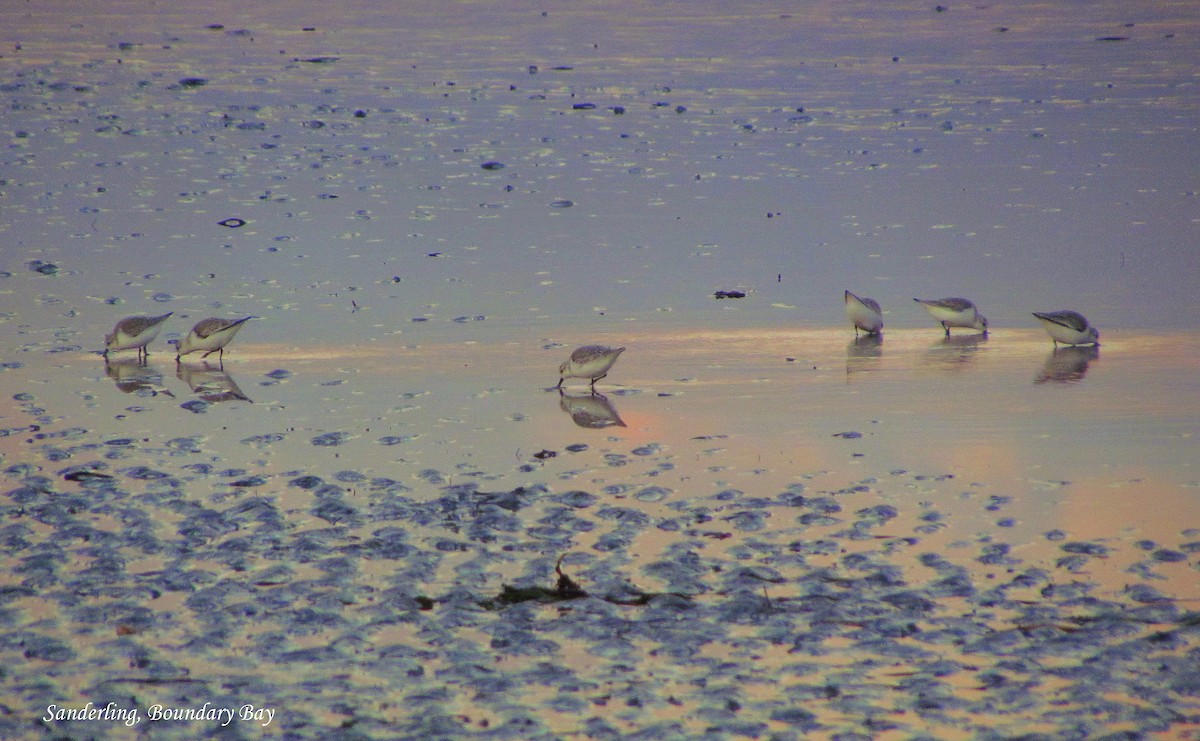 Sanderling - ML644688953