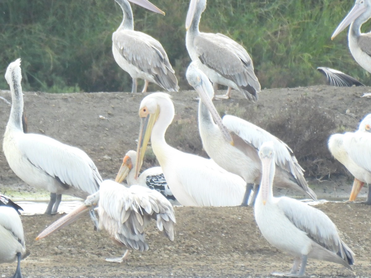 pelikán bílý - ML644688954