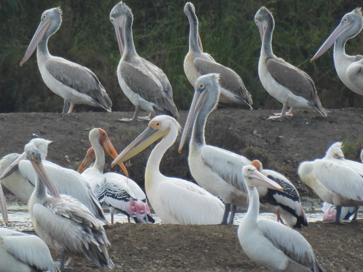 pelikán bílý - ML644688955