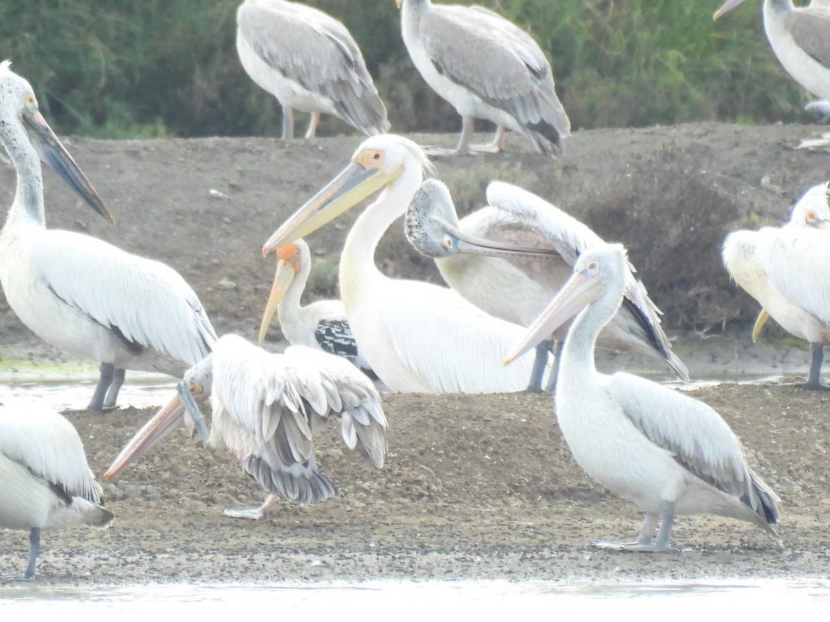 pelikán bílý - ML644688961