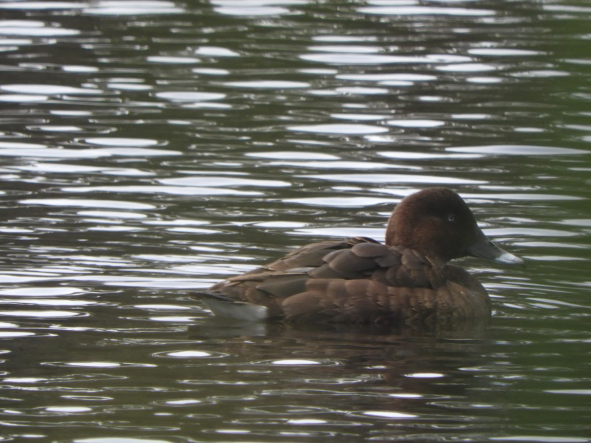 Hardhead - ML644688962