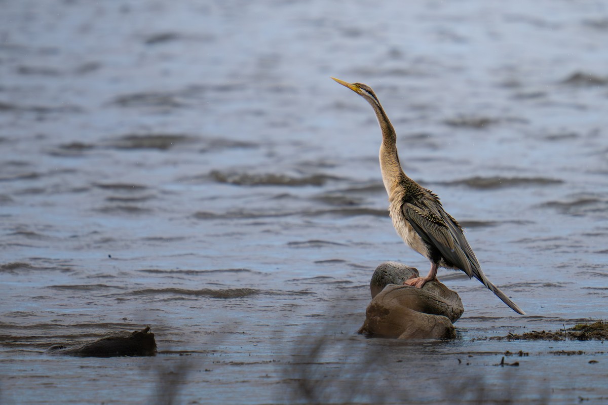 anhinga australská - ML644688963
