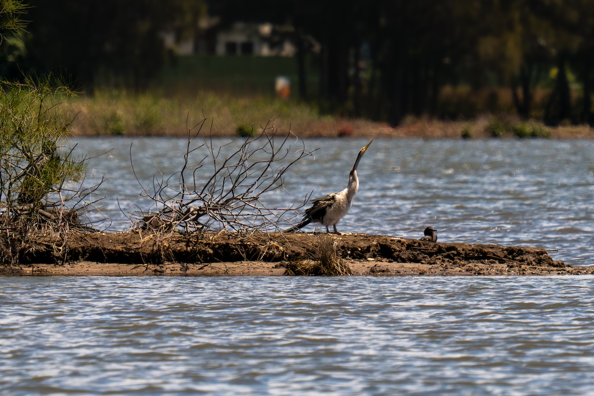 anhinga australská - ML644688964