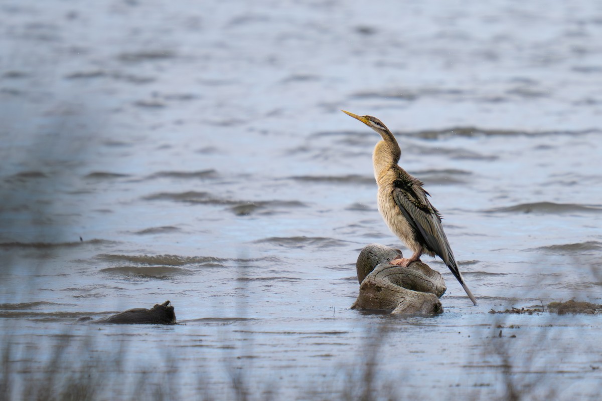anhinga australská - ML644688967
