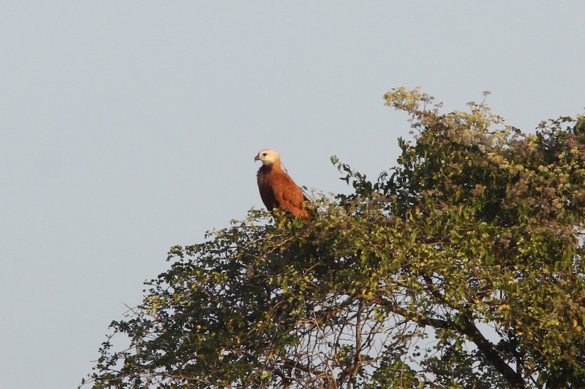 Fischbussard - ML644688971