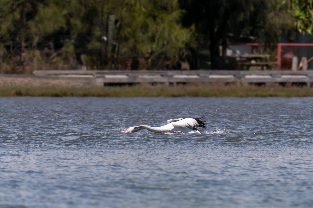 pelikán australský - ML644688972