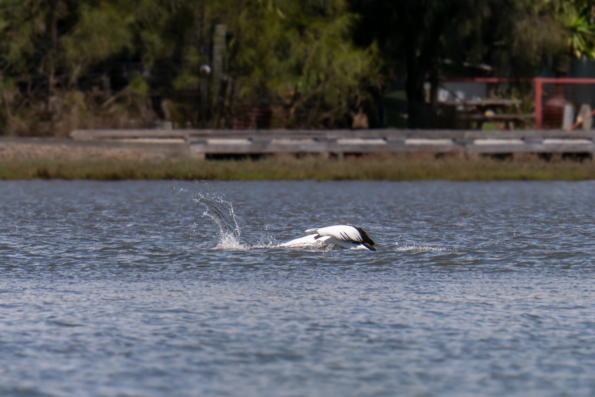 pelikán australský - ML644688973