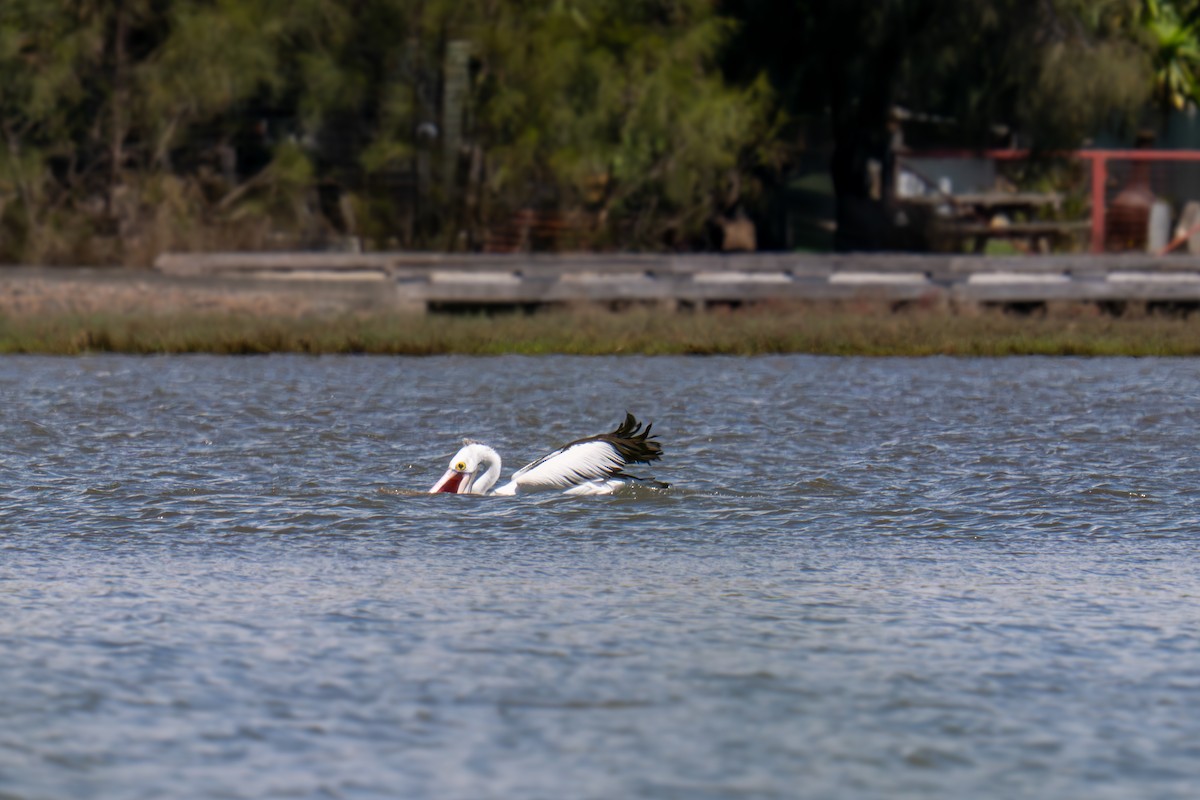 pelikán australský - ML644688974