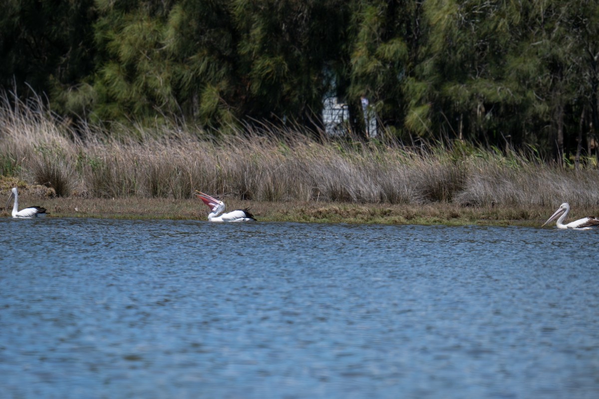 pelikán australský - ML644688975