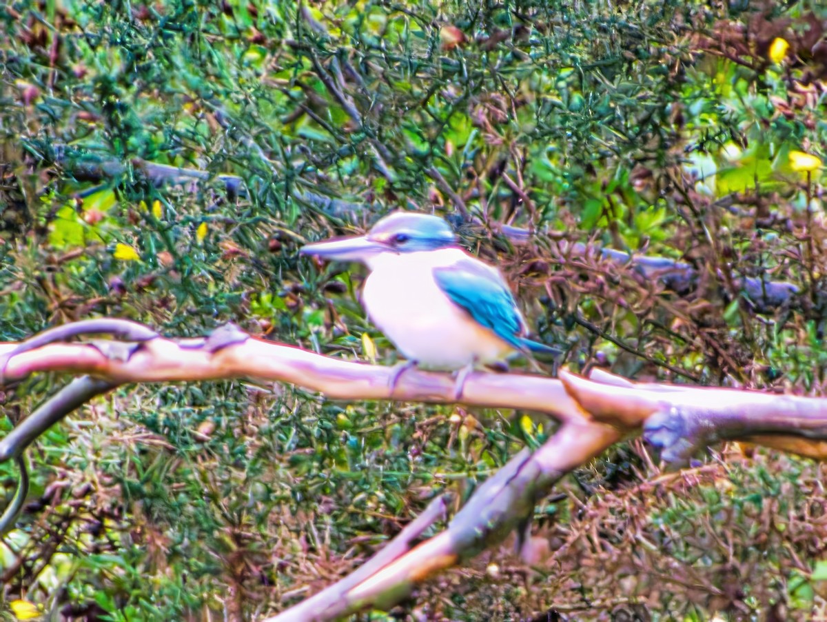 ヒジリショウビン（sanctus） - ML644688976