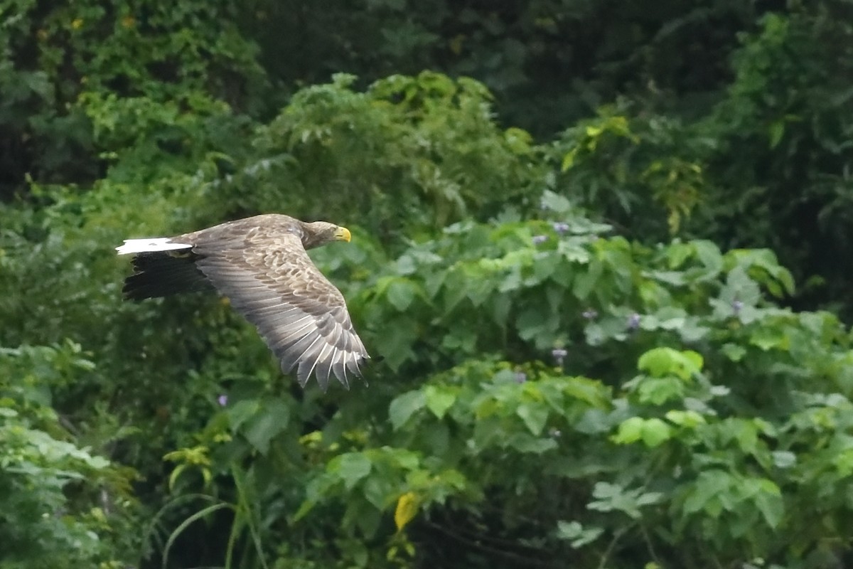 orel mořský - ML644688980