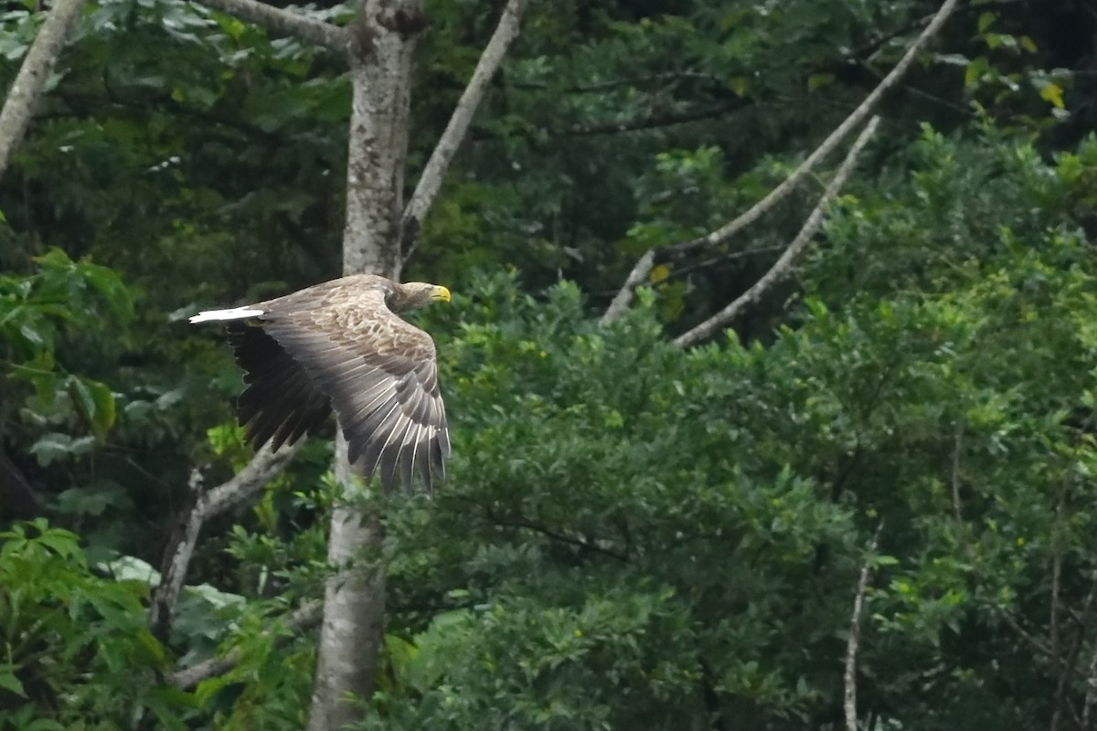 orel mořský - ML644688981