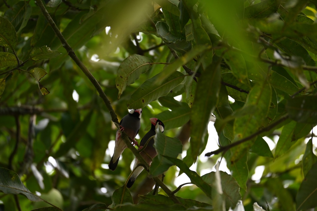 Java Sparrow - ML644688989