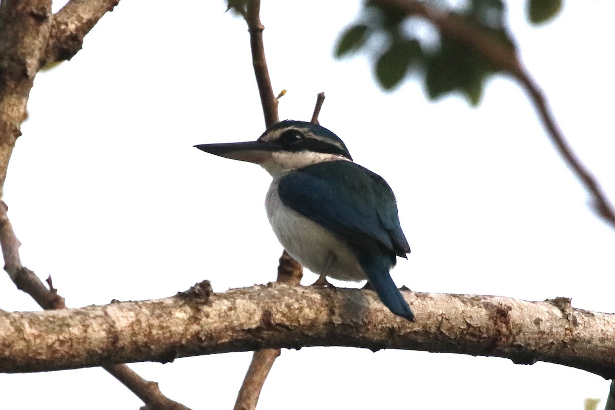 Martin-chasseur du Pacifique - ML644688991