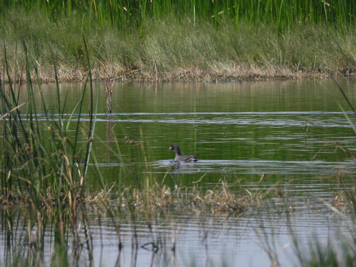 Лиска американська - ML644688992