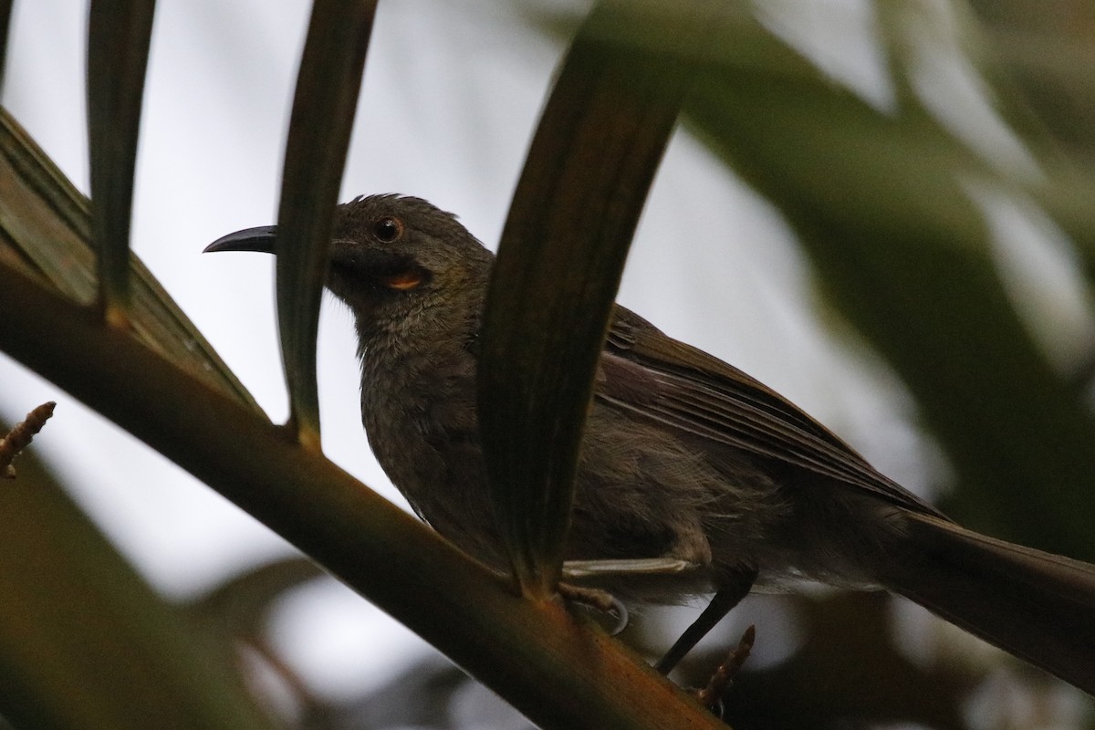 Western Wattled-Honeyeater - ML644688993
