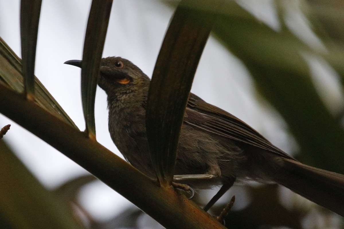 Western Wattled-Honeyeater - ML644688994
