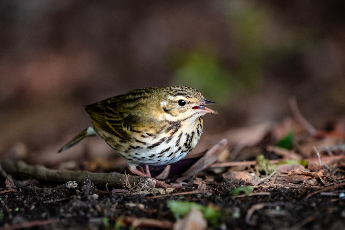 linduška olivová - ML644688997