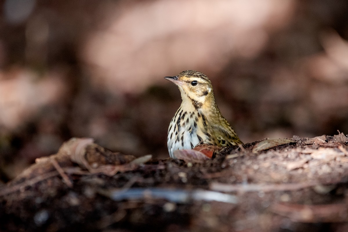 linduška olivová - ML644688998