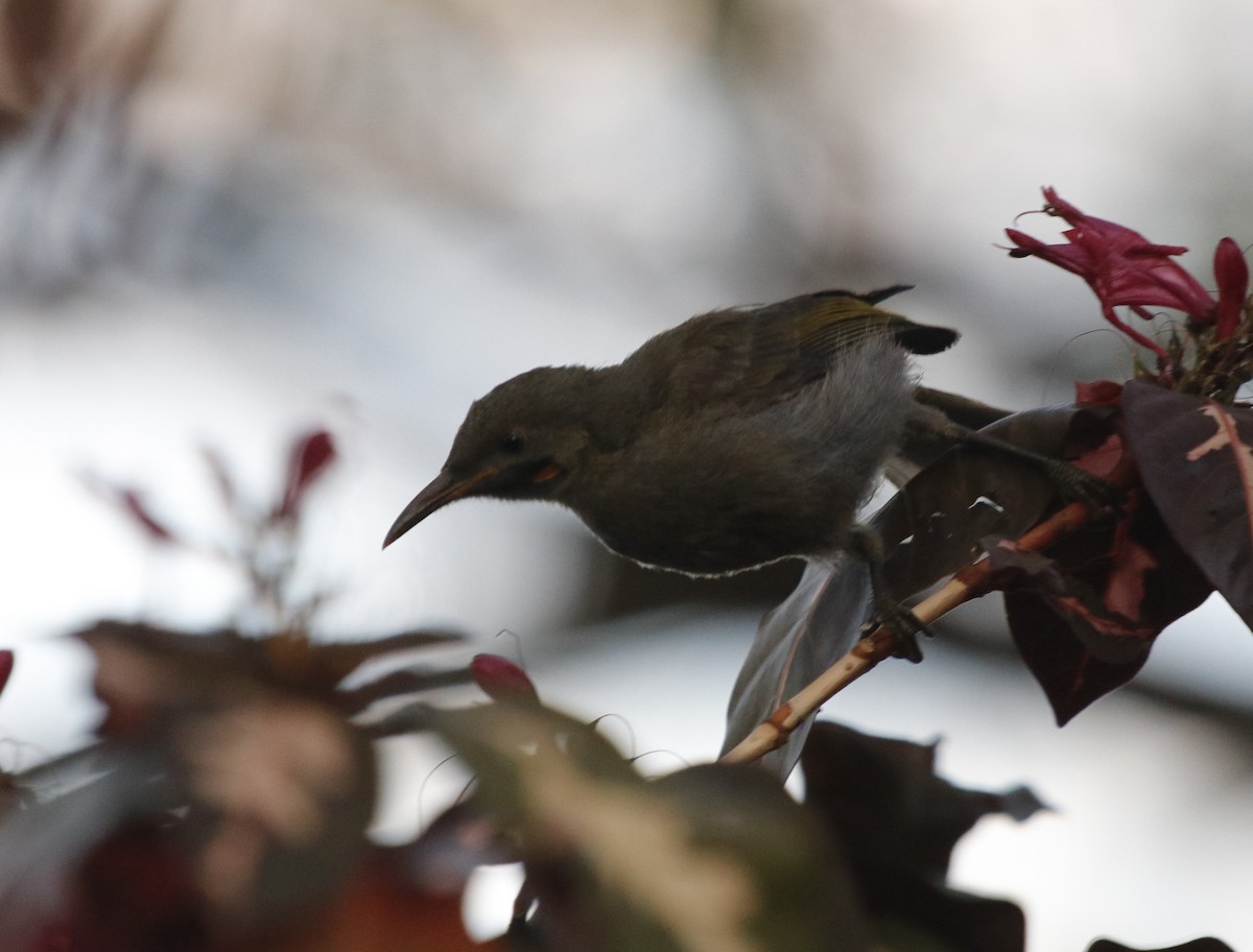 Western Wattled-Honeyeater - ML644689000