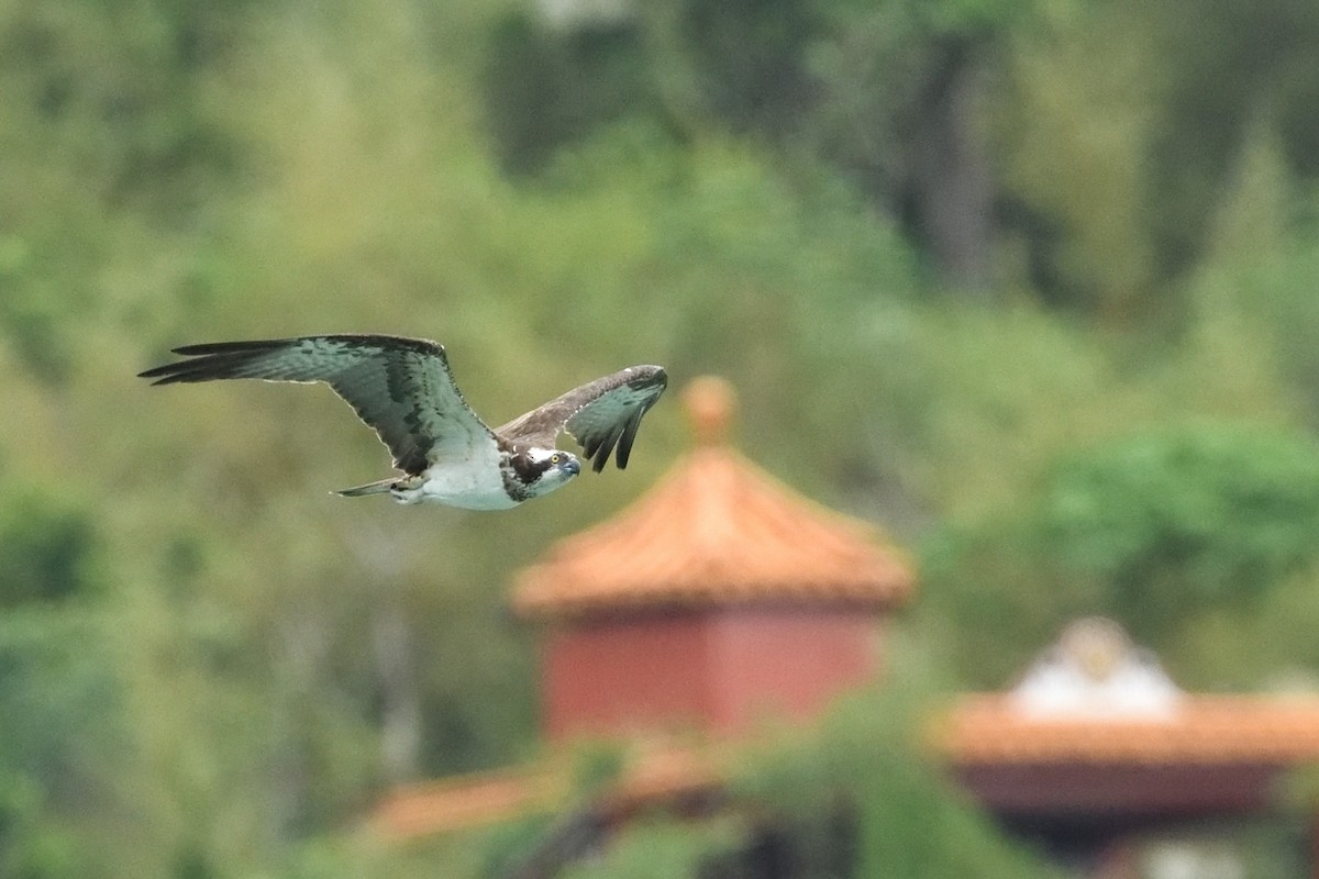 Osprey - ML644689001