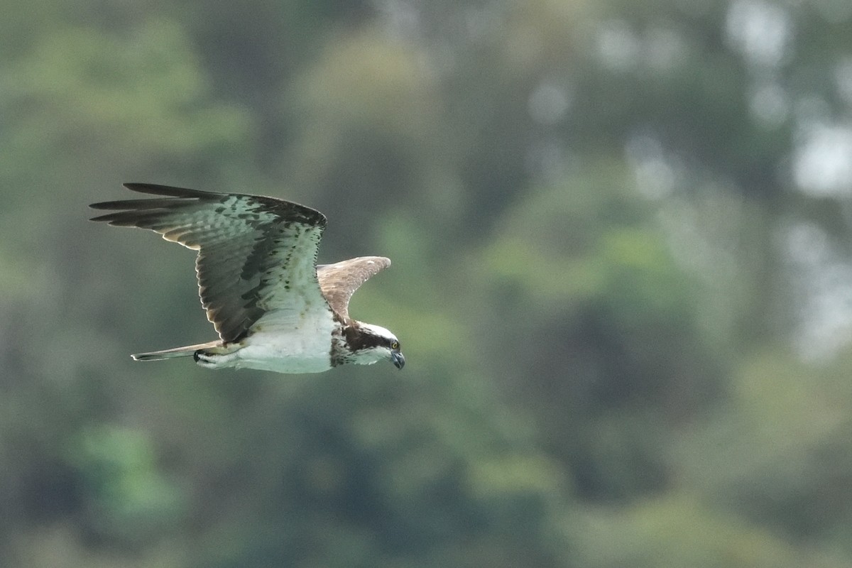 Osprey - ML644689002